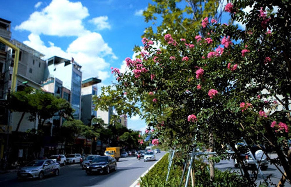 Hoa tường vi.