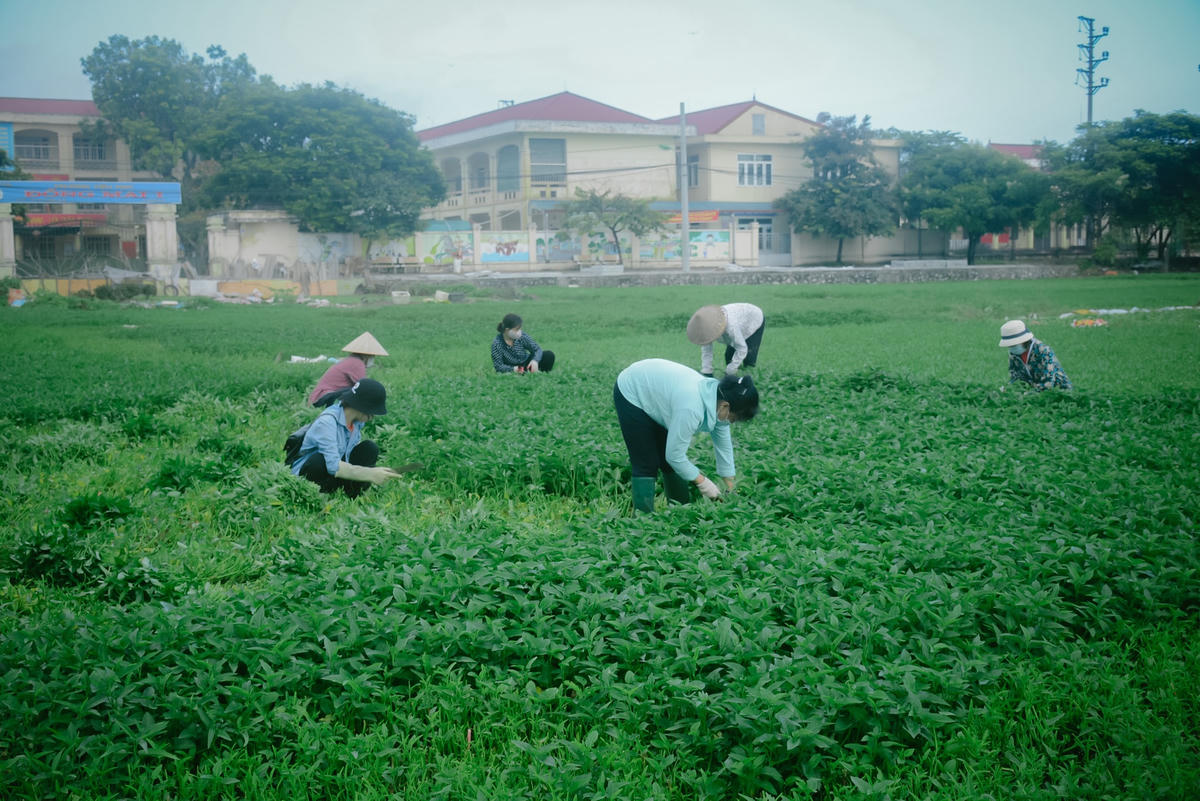 [ẢNH] Bỏ áo văn phòng, 8X đi cắt rau mang lên Hà Nội 'chia' cho người nghèo