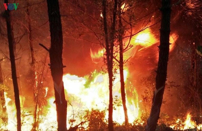 Yêu cầu điều tra, truy tìm thủ phạm gây ra các vụ cháy rừng