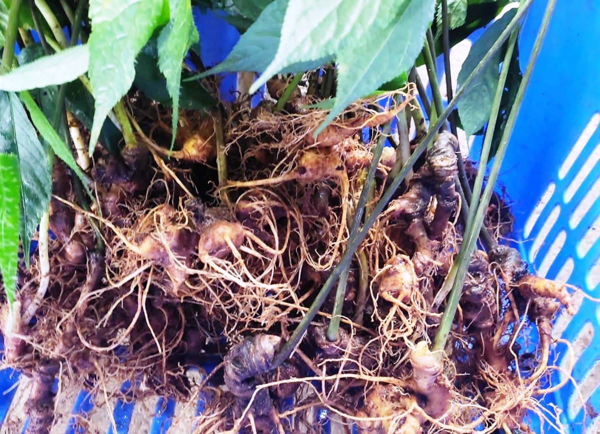 Sản phẩm sâm Ngọc Linh ở xã Trà Linh, huyện Nam Trà My.