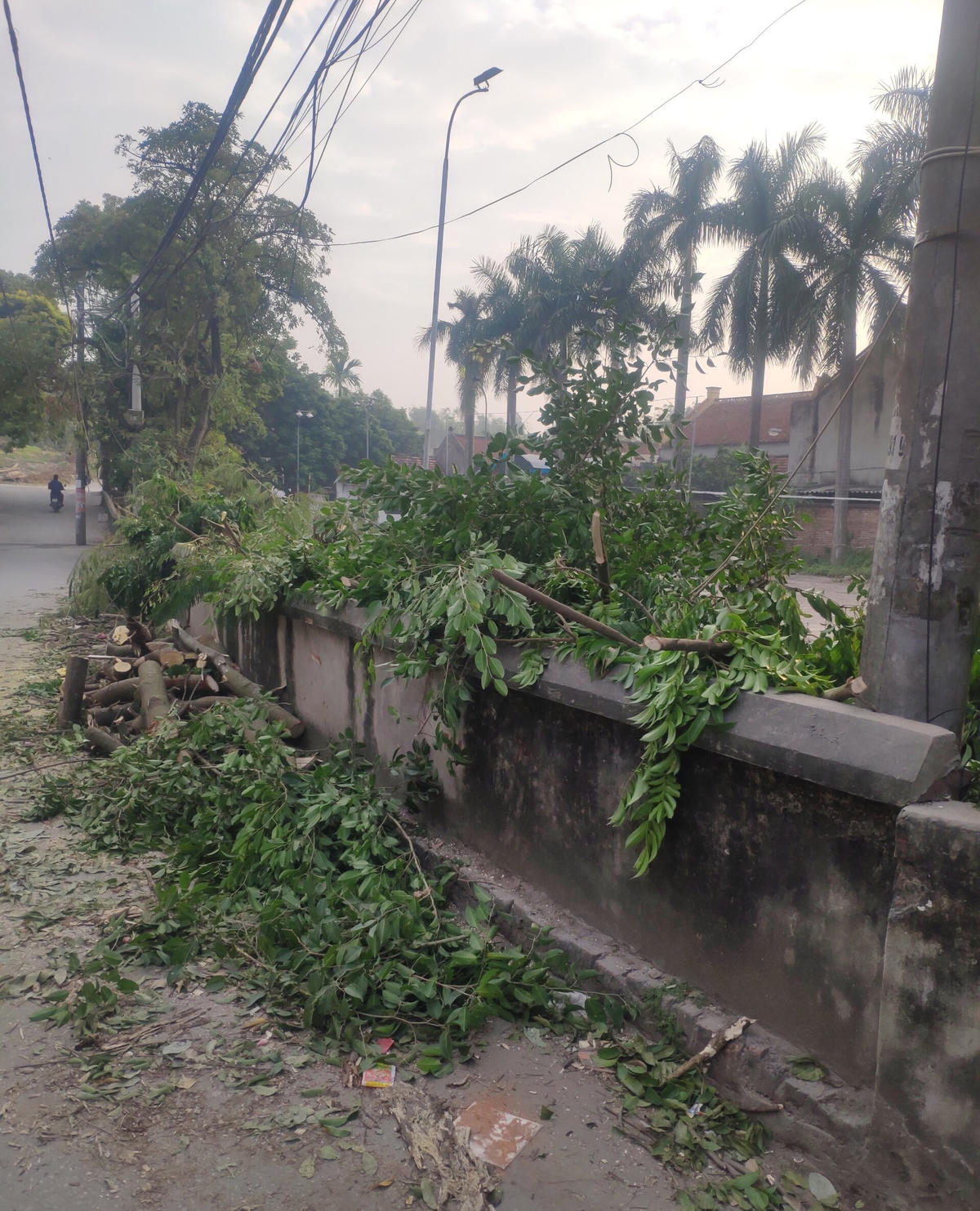 Cây ở chùa Vàng lúc bị chặt phá.