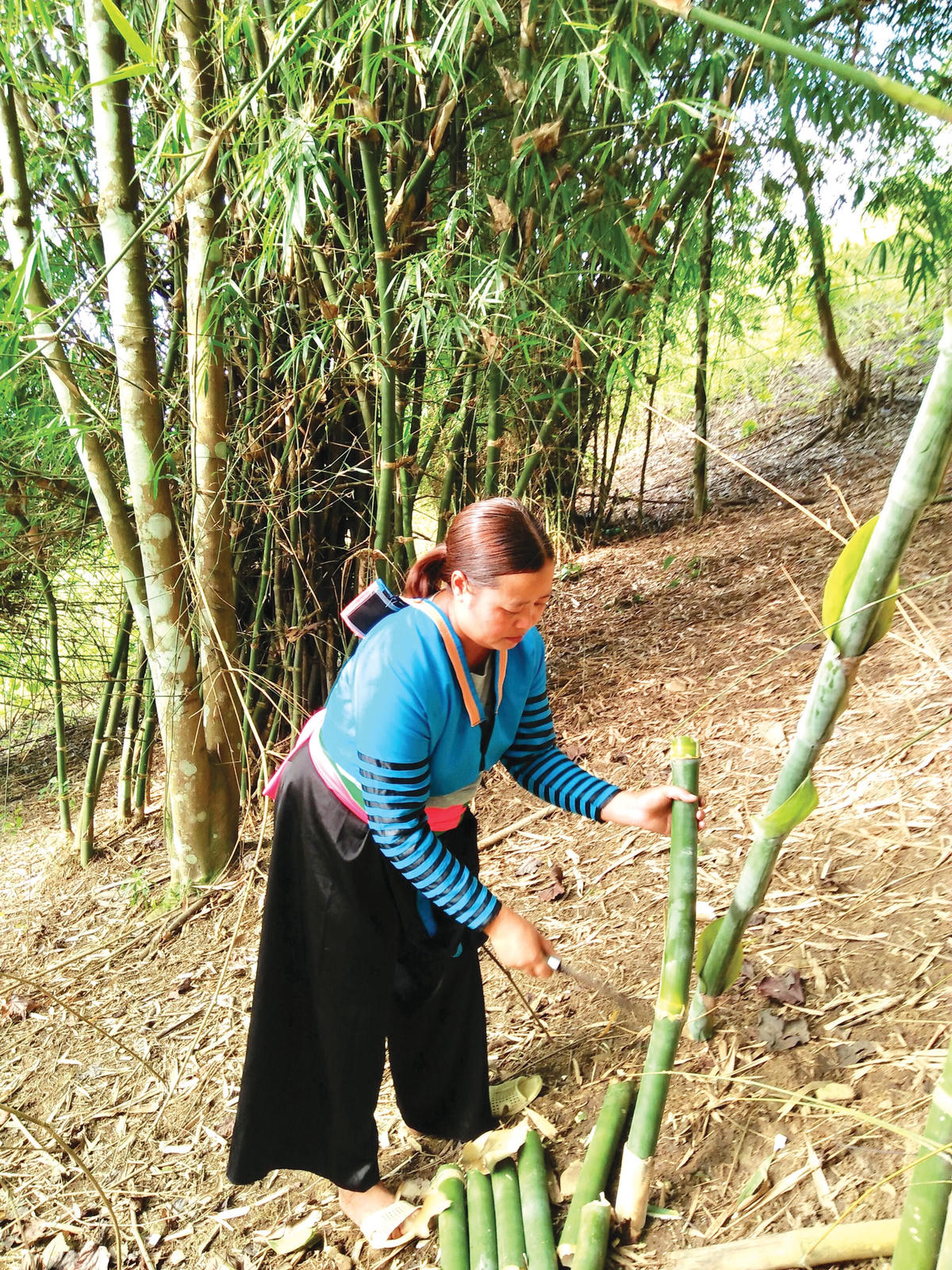 Nguyên liệu chủ đạo làm giấy bản là thân luồng, vầu bánh tẻ.  