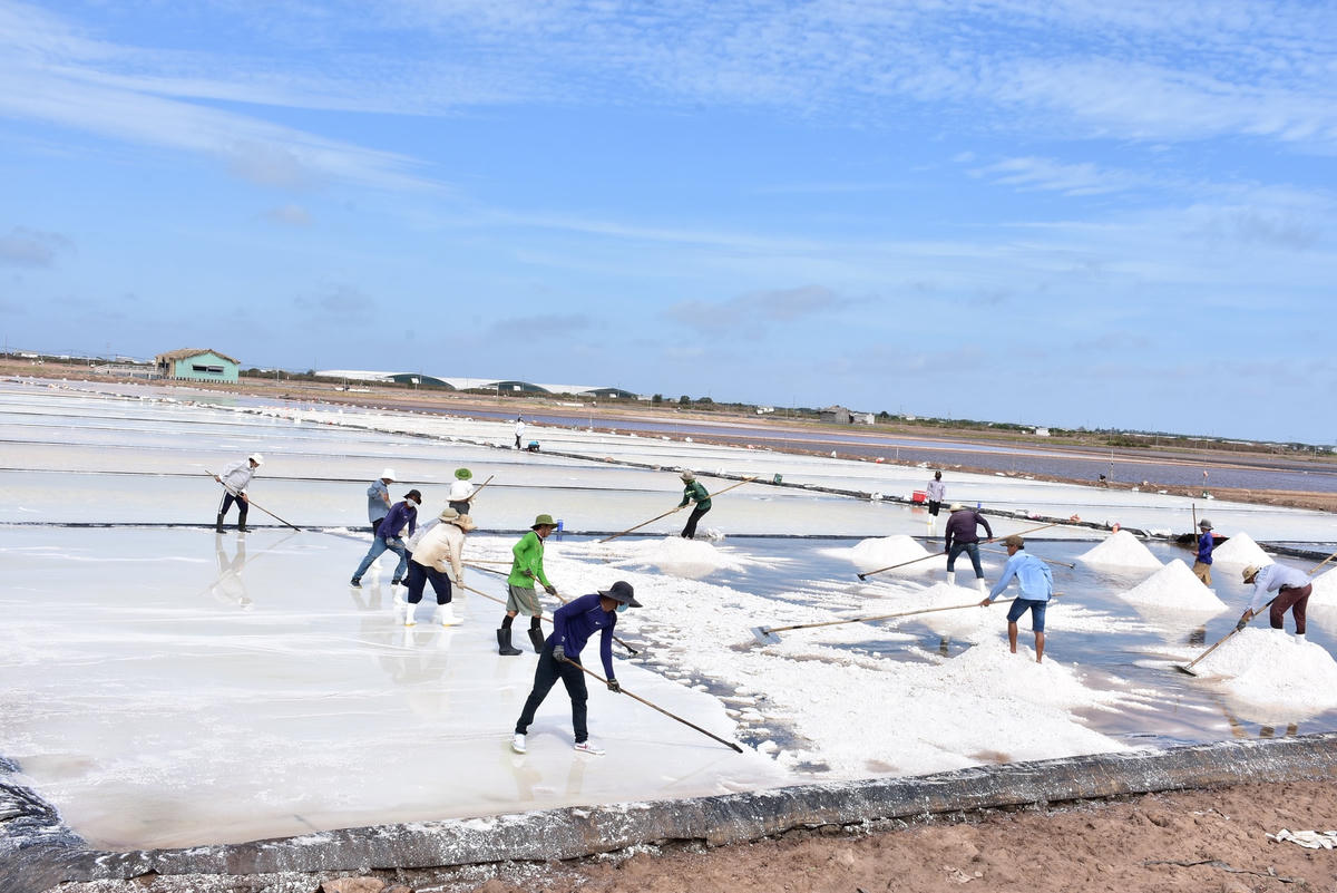 Để làm ra được hạt muối, người nông dân phải trải qua rất nhiều công đoạn vô cùng vất vả, nhưng những cơn mưa trái mùa đã làm cho hàng trăm tấn muối phút chốc tan theo làn nước.