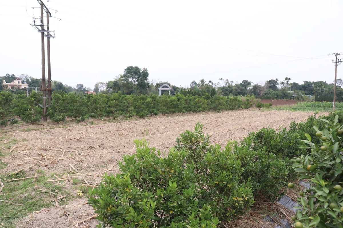 Nhiều diện tích đất trồng quất trước đó hiện đã bỏ hoang hoặc trồng một loại nông sản khác như ngô, lạc...