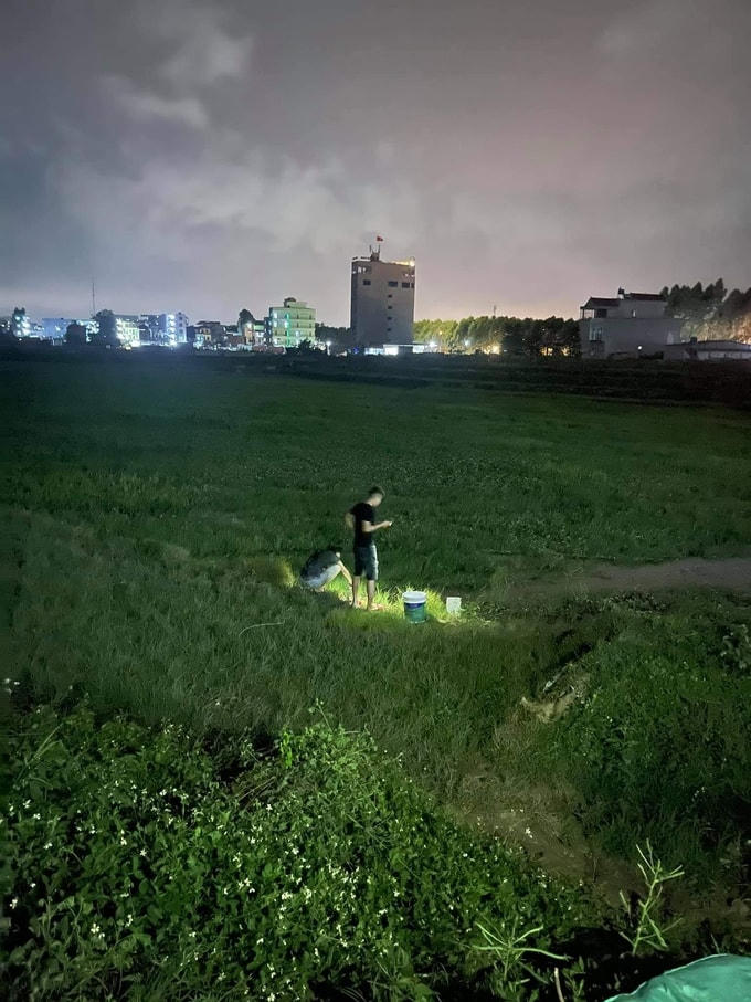 Công nhân ở Việt Yên soi đèn bắt cua, ốc về cải thiện bữa ăn những ngày đầu phong tỏa. Ảnh: Hoàng Nhàn.