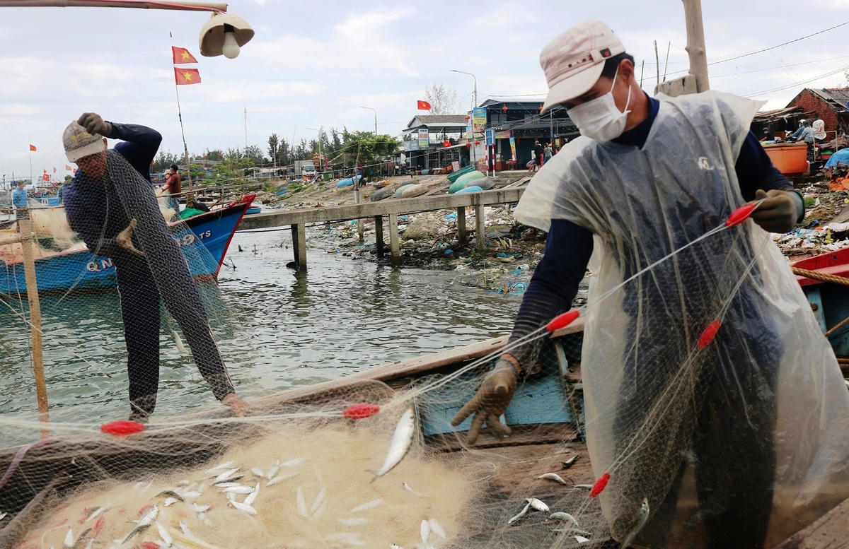 Ngư dân Lê Văn Em đang gỡ cá trích để bán cho thương lái.  