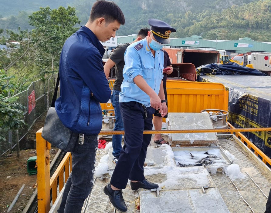 Cơ quan chức năng kiểm tra cá tầm nhập từ Trung Quốc qua cửa khẩu Hữu Nghị, Lạng Sơn.
