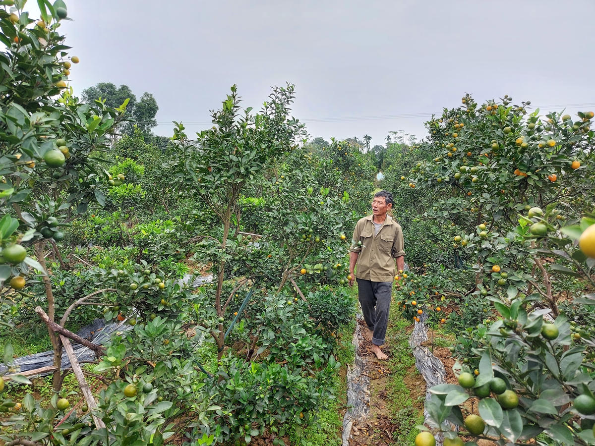 Không khí đìu hiu, ảm đạm bao trùm 'vựa quất' Hợp Lý trong những ngày giáp Tết âm lịch.    