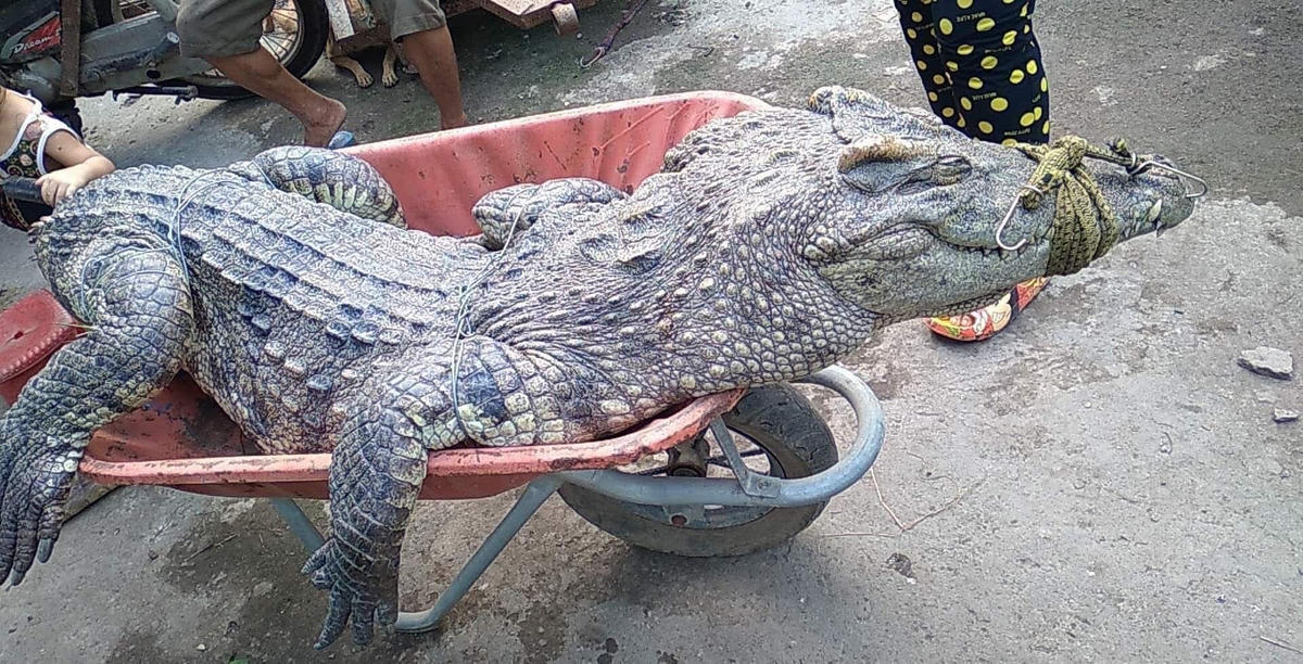 Một con cá sấu "khủng" người dân bắt được ở kênh
