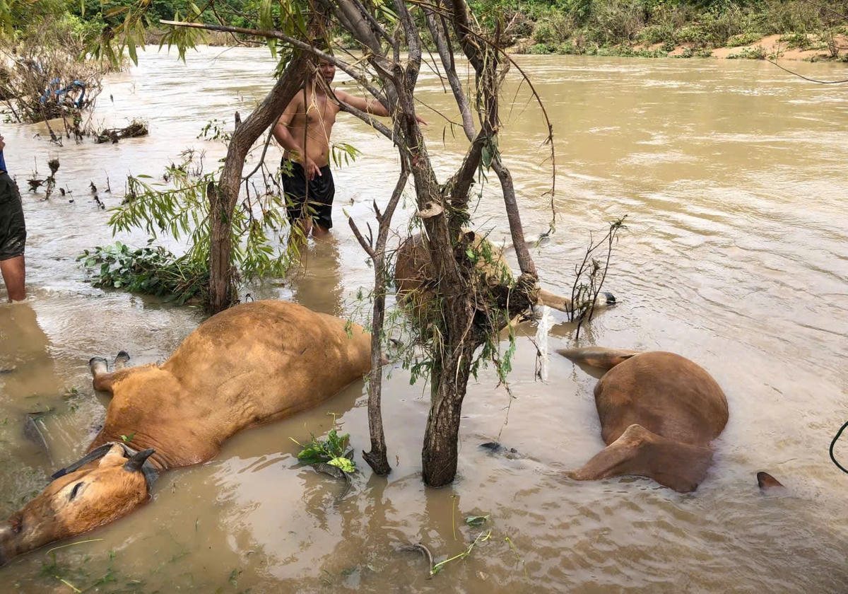 Trâu, bò chết hàng loạt sau trận mưa lũ lớn.