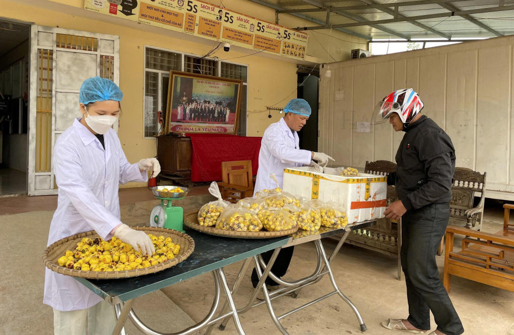 Ông Nịnh Văn Trắng (đứng giữa) tại cơ sở chế biến trà hoa vàng. Ảnh: Thanh Hằng.