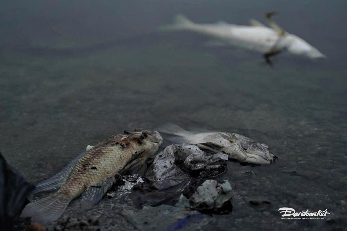 cá chết10
