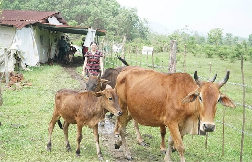 Mô hình chăn nuôi bò sinh sản người Tà Ôi ở xã A Lưới 4, TP Huế. Ảnh: Thanh Loan