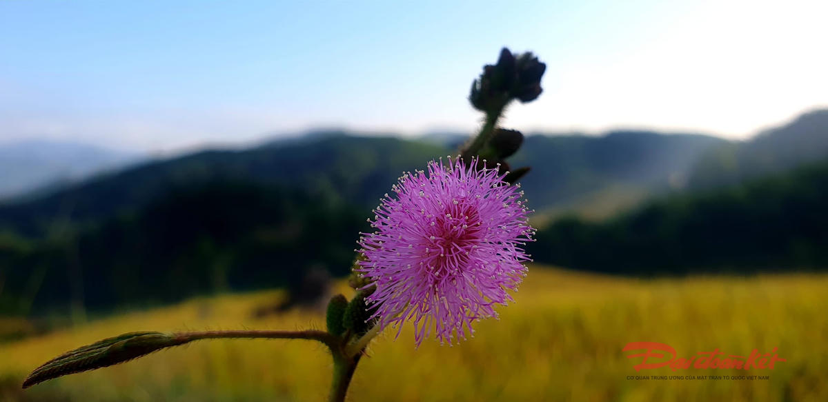 Ngoài cỏ lau, nơi đây còn là thiên đường của hoa dại. Ảnh: Nguyễn Quý.