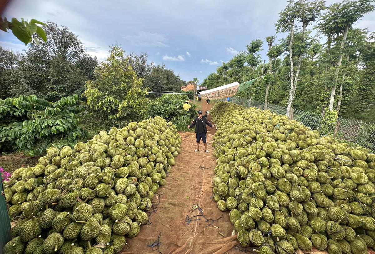 Cần đẩy mạnh khâu chế biến sau thu hoạch để nâng cao giá trị cho nông sản. Ảnh: Hạ Lan.