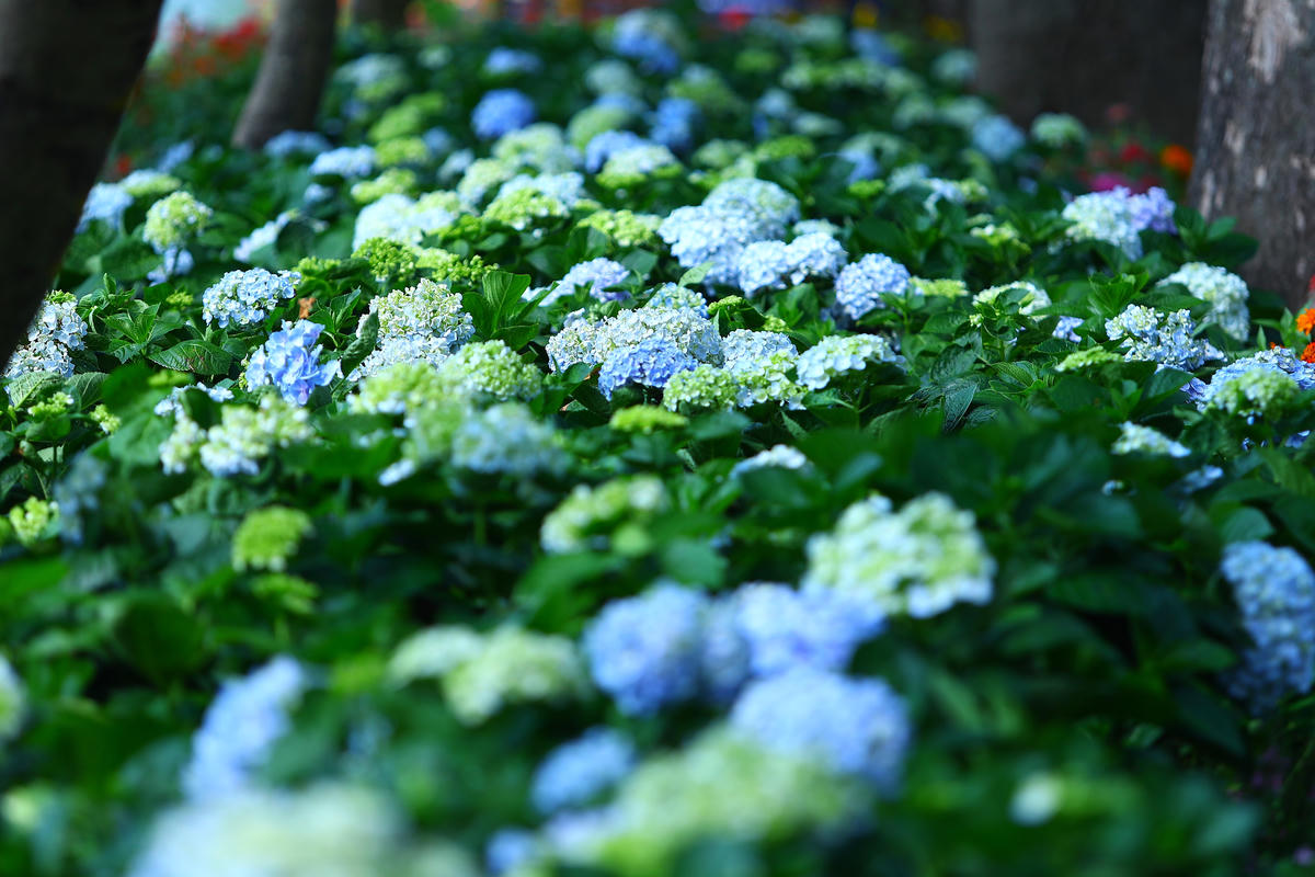 Hình ảnh khóm hoa Cẩm Tú Cầu với nhiều màu đang khoe sắc tại khu vực quanh bờ hồ.