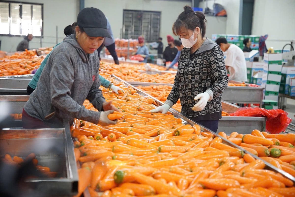 Công nghệ góp phần nâng cao sức cạnh tranh cho nông sản. Ảnh: Chu Khôi.