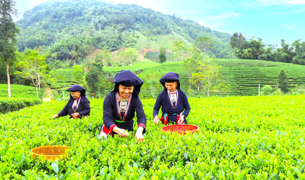 Chính sách hỗ trợ kịp thời sẽ giúp các doanh nghiệp, tổ chức chăm lo tốt hơn cho đời sống lao động người dân tộc thiểu số. Ảnh: Phan Thái.