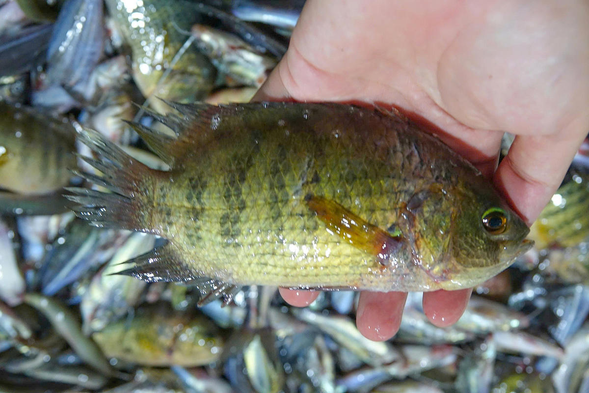 Cá rô biển tự nhiên bình thường hiếm gặp, giờ cũng có ở “chợ ma” cá đồng Vĩnh Tế. Ảnh Nguyễn Minh