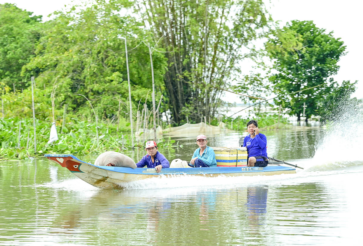 Vào mùa nước nổi, cuộc đời của những người đàn ông làm nghề lưới gần như chỉ gắn liền với chiếc vỏ lãi, tay lưới, chiếc dớn và với dòng nước đặc quánh phù sa… Ảnh Nguyễn Minh
