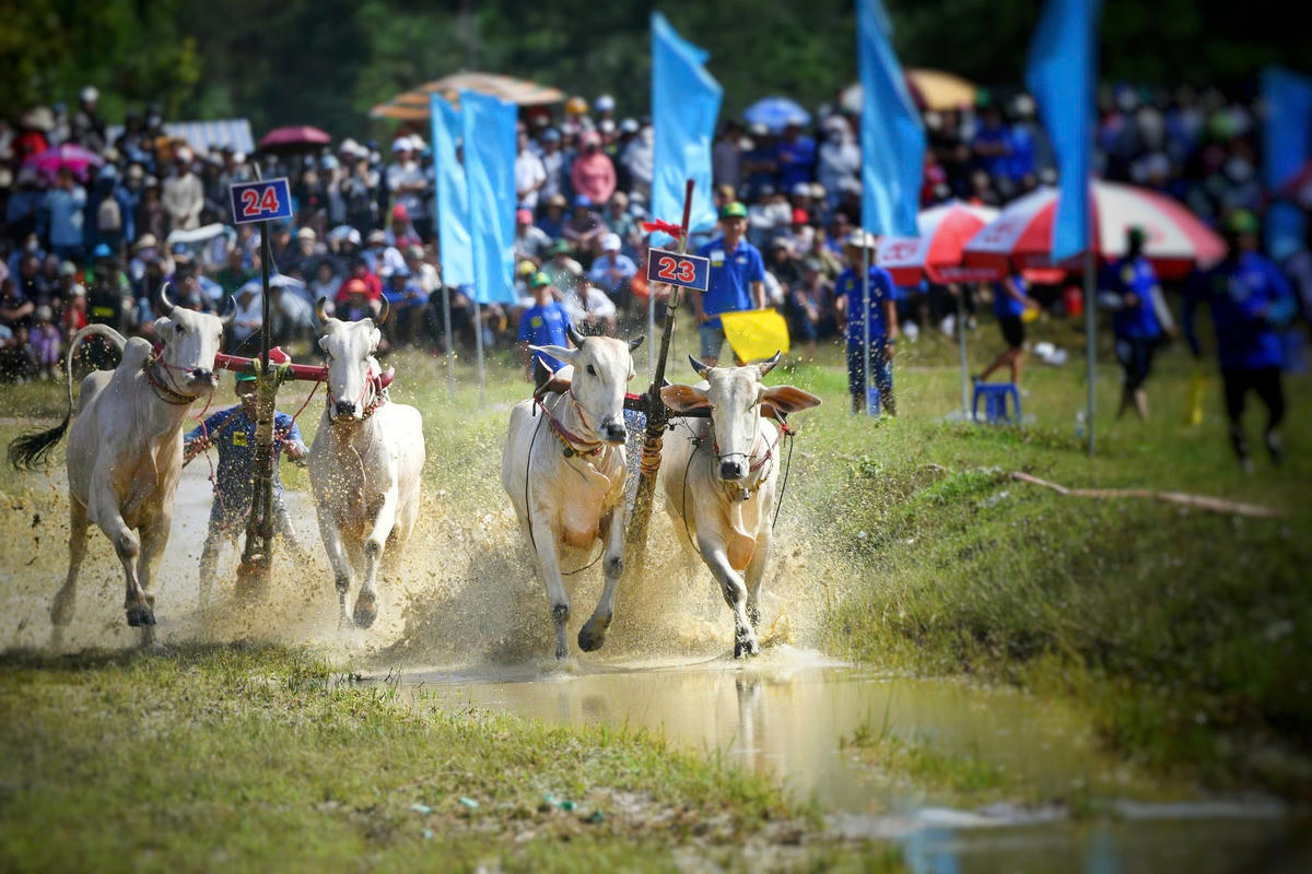 Các đôi bò thi đấu tranh tài quyết liệt, mang đến cho khán giả những vòng đua kịch tính, hấp dẫn. (ảnh: Phương Vũ)