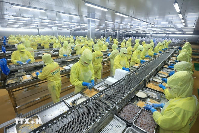 Sản phẩm tôm là mặt hàng xuất khẩu đang dẫn đầu trong nhóm thủy sản xuất khẩu sang thị trường Hoa Kỳ. (Ảnh: Tuấn Anh/TTXVN).