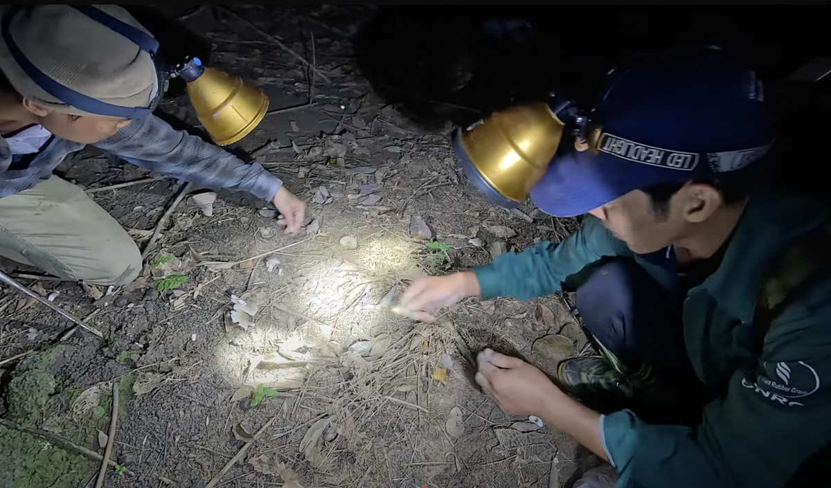 Những thợ săn nấm mối ở Mã Đà.