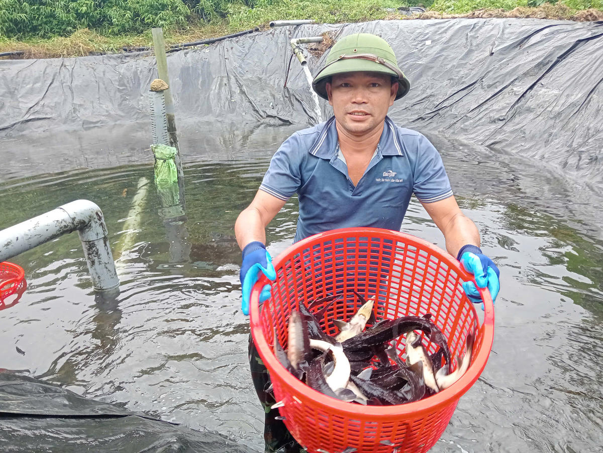 Với sản lượng đạt 4 - 5 tấn cá thương phẩm/năm, mỗi năm anh Trần Văn Mạ thu về 800 triệu đến 1 tỷ đồng. Ảnh: Nguyễn Quý.