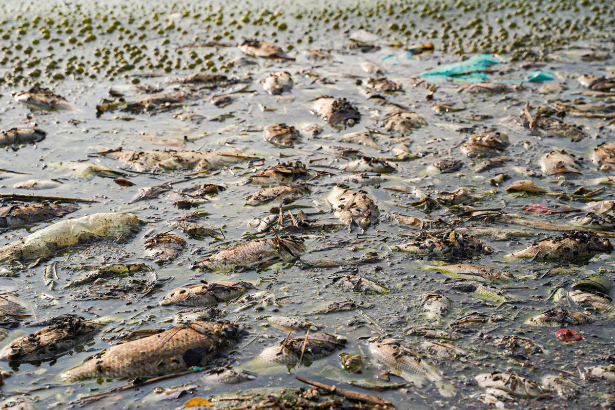 Việc hồ điều hòa xuất hiện nhiều cá chết nhưng chưa được dọn dẹp cũng gây ô nhiễm môi trường, ảnh hưởng tới người dân đi dạo quanh công viên.