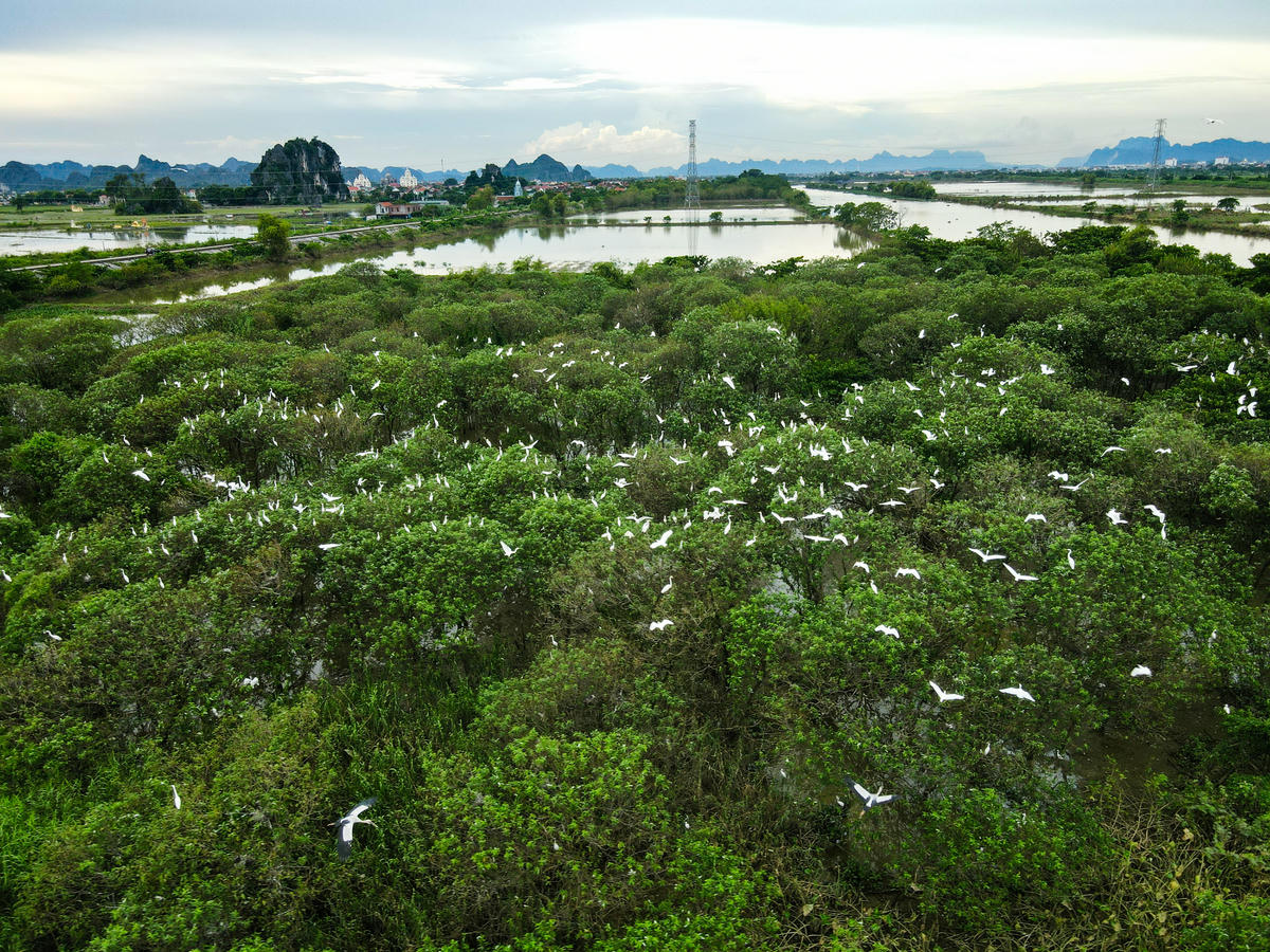  Cò trắng đậu trên rừng cây ven sông của ông Lâm. 