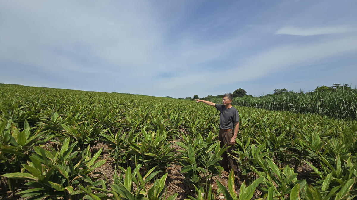   Cây riềng đang giúp nhiều hộ dân ở Thanh Hóa vươn lên làm giàu. Ảnh: Anh Tuấn.  