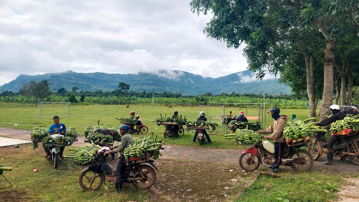 Địa điểm tập kết, mua bán chuối tạm thời này cách ngã ba Tân Long khoảng 1,5 km về phía Tây, khá rộng và bằng phẳng. Ảnh: ĐN.