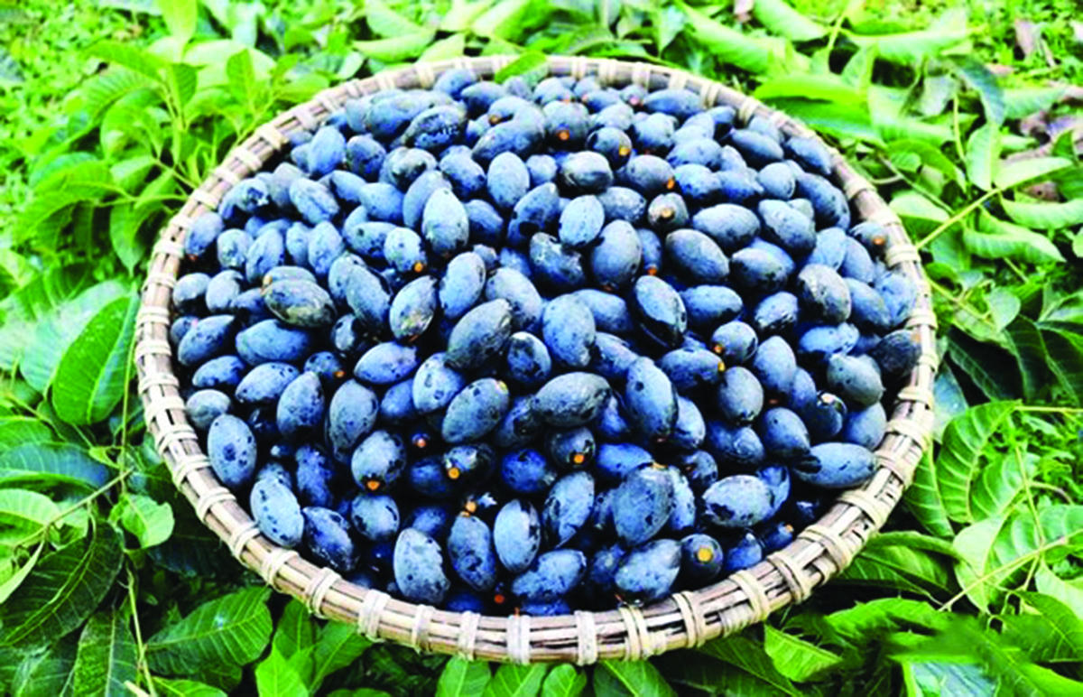 Thao thiết ơi mùa trám