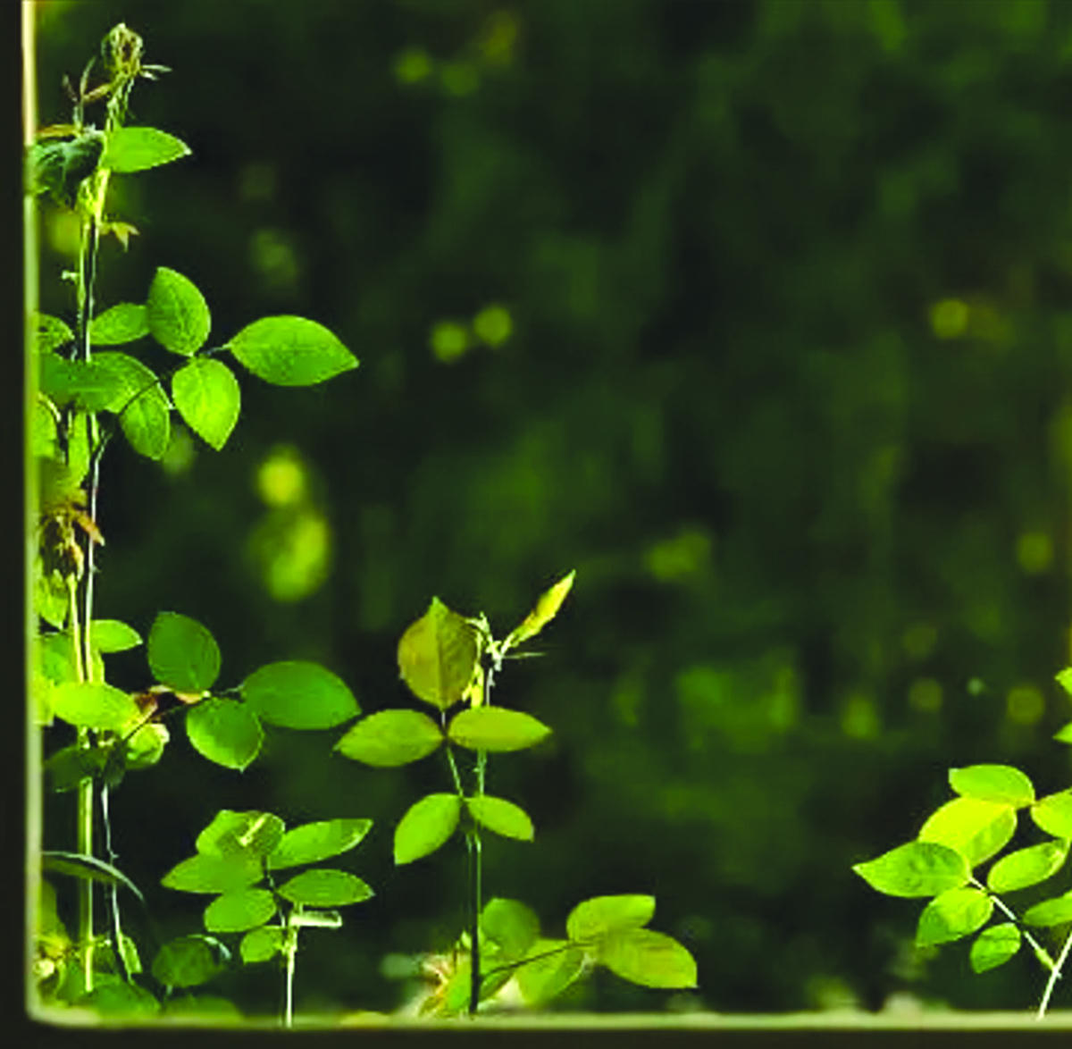 Khung cửa sổ màu xanh