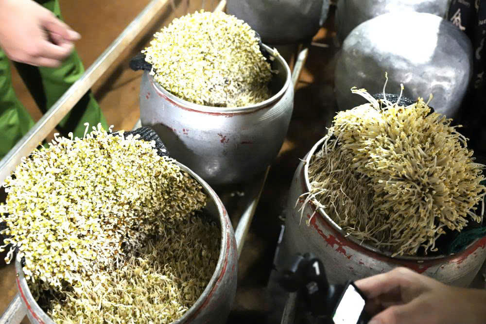   Số lượng giá đỗ đã được dùng chất kích thích đang trong thời kỳ sinh trưởng. Ảnh: CAHT.  