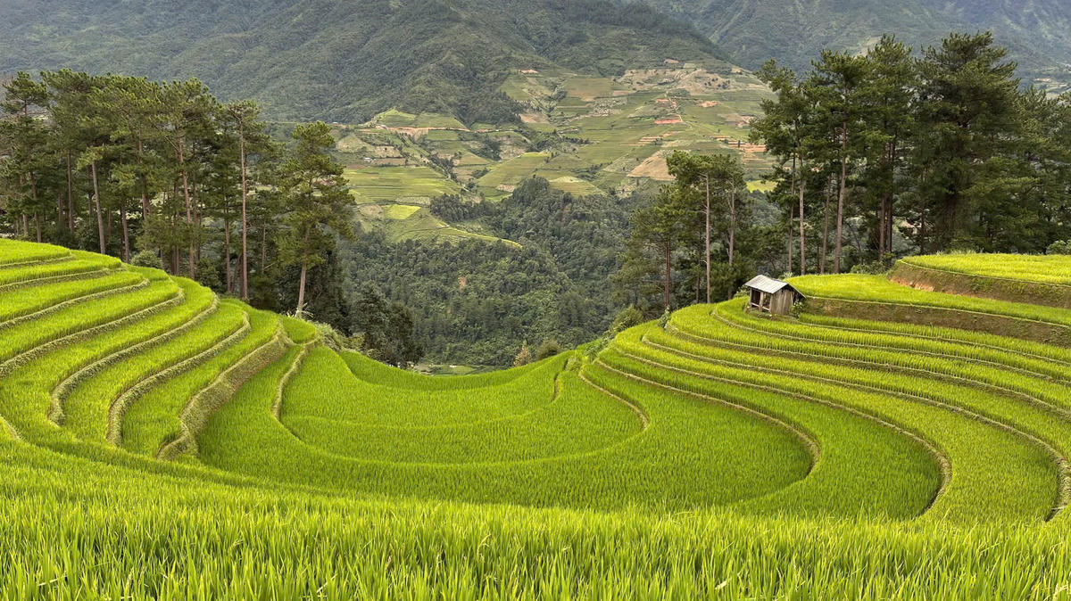 Ruộng bậc thang ở Tây Bắc là một trong những sản phẩm du lịch
hấp dẫn du khách trong và ngoài nước. Ảnh: P. Sỹ.