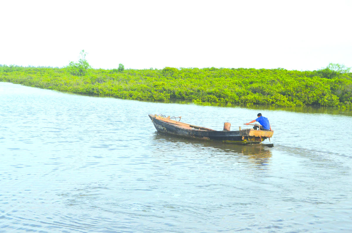   Một góc Vườn quốc gia Xuân Thủy. Ảnh: Duy Hưng.  