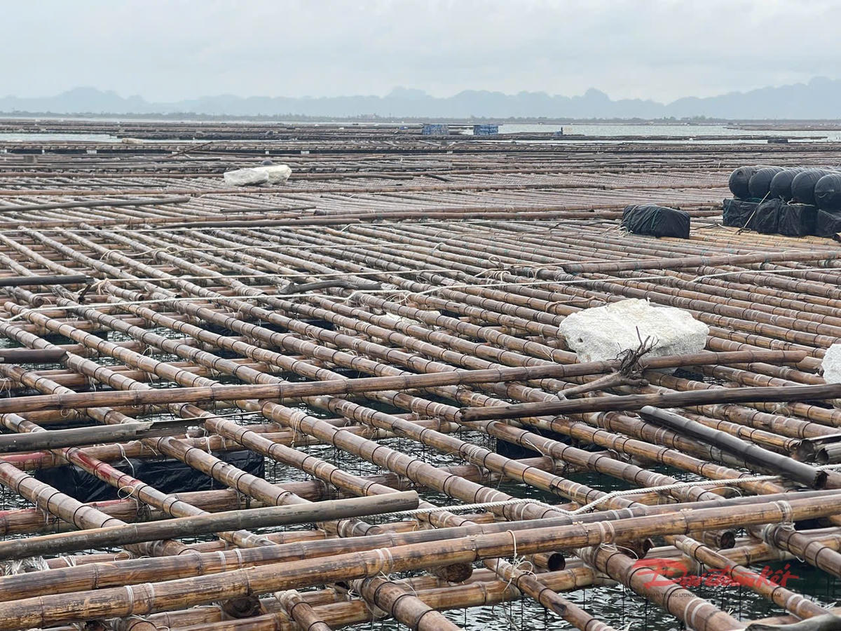 Các giàn nuôi hàu ở khu vực biển phường Hà An được chằng néo từ 2 hôm trước. Ảnh: Nguyễn Quý.