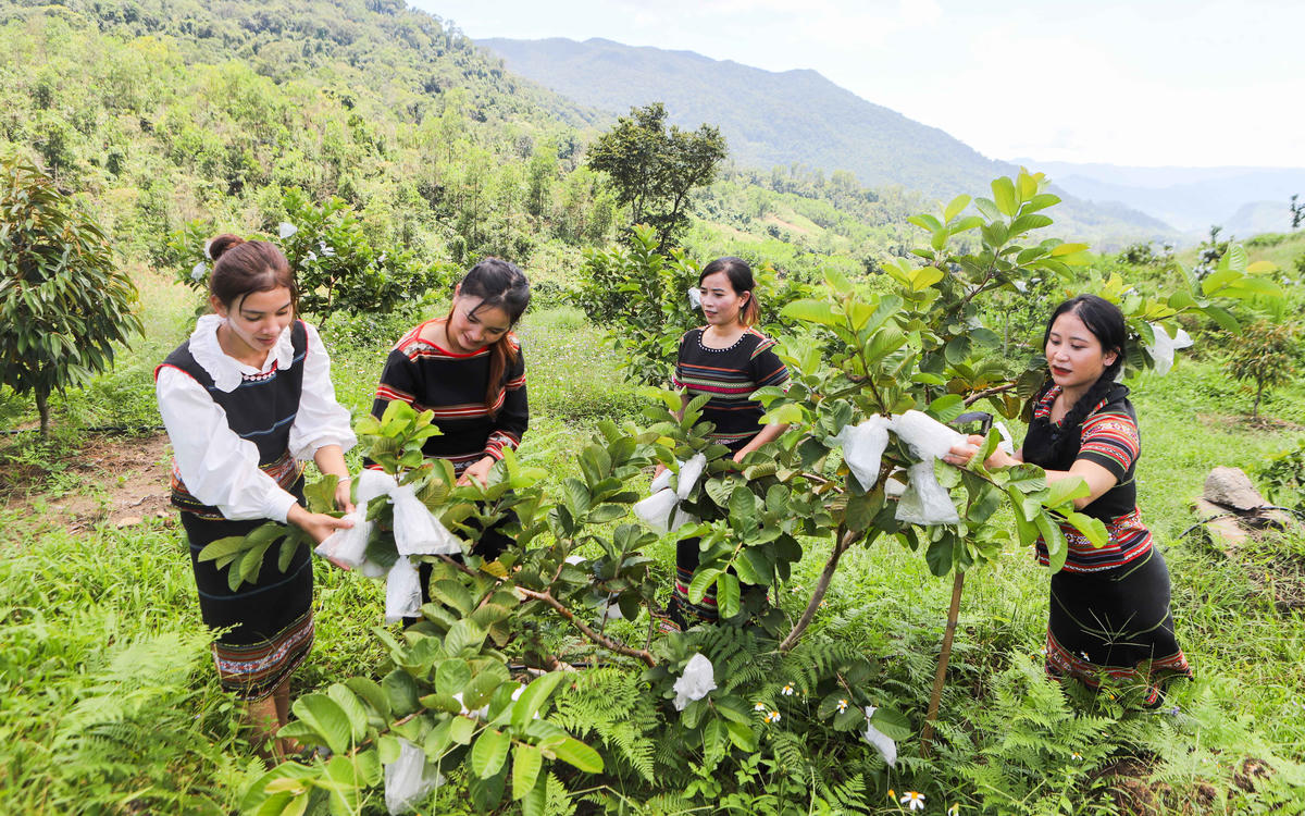 Phụ nữ Ca Dong ở Quảng Ngãi đã áp dụng nhiều mô hình phát triển kinh tế đa dạng, như liên kết trồng trọt, chăn nuôi để thoát nghèo