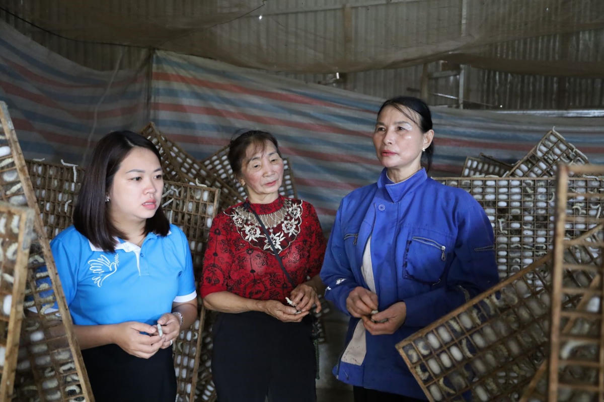 Tổ hợp tác trồng dâu nuôi tằm ở Phường 2 Bảo Lộc (Lâm Đồng) góp phần giúp các thành viên tăng thu nhập, phát triển kinh tế. Ảnh: Linh Thư