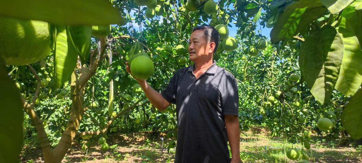 Ông Bùi Xuân Oanh ở Yên Trị,
Phú Thọ thoát nghèo nhờ trồng bưởi xuất khẩu

Ảnh: LH