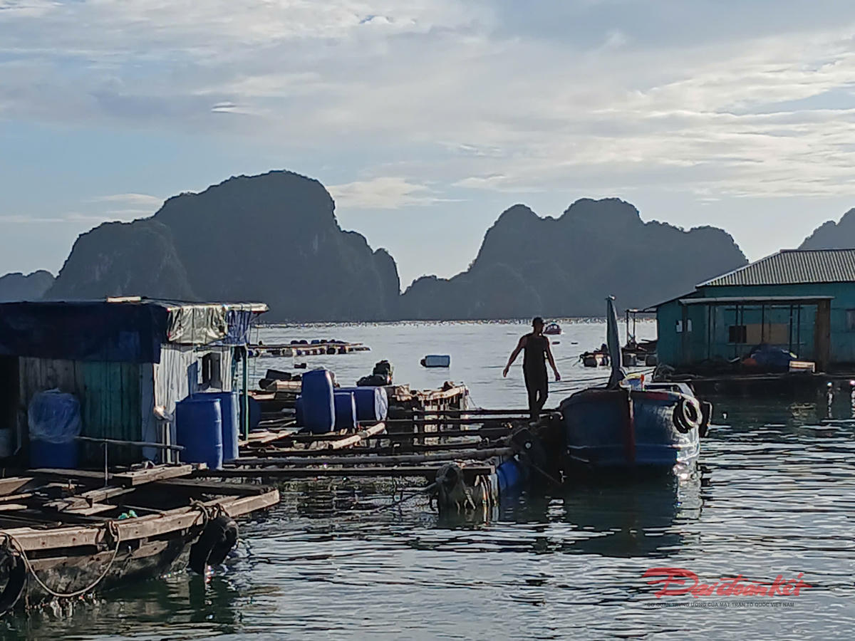 Một hộ nuôi cá lồng bè kéo giàn bè vào khu vực gần cảng Cái Rồng (Vân Đồn) tránh bão. Ảnh: Nguyễn Quý.