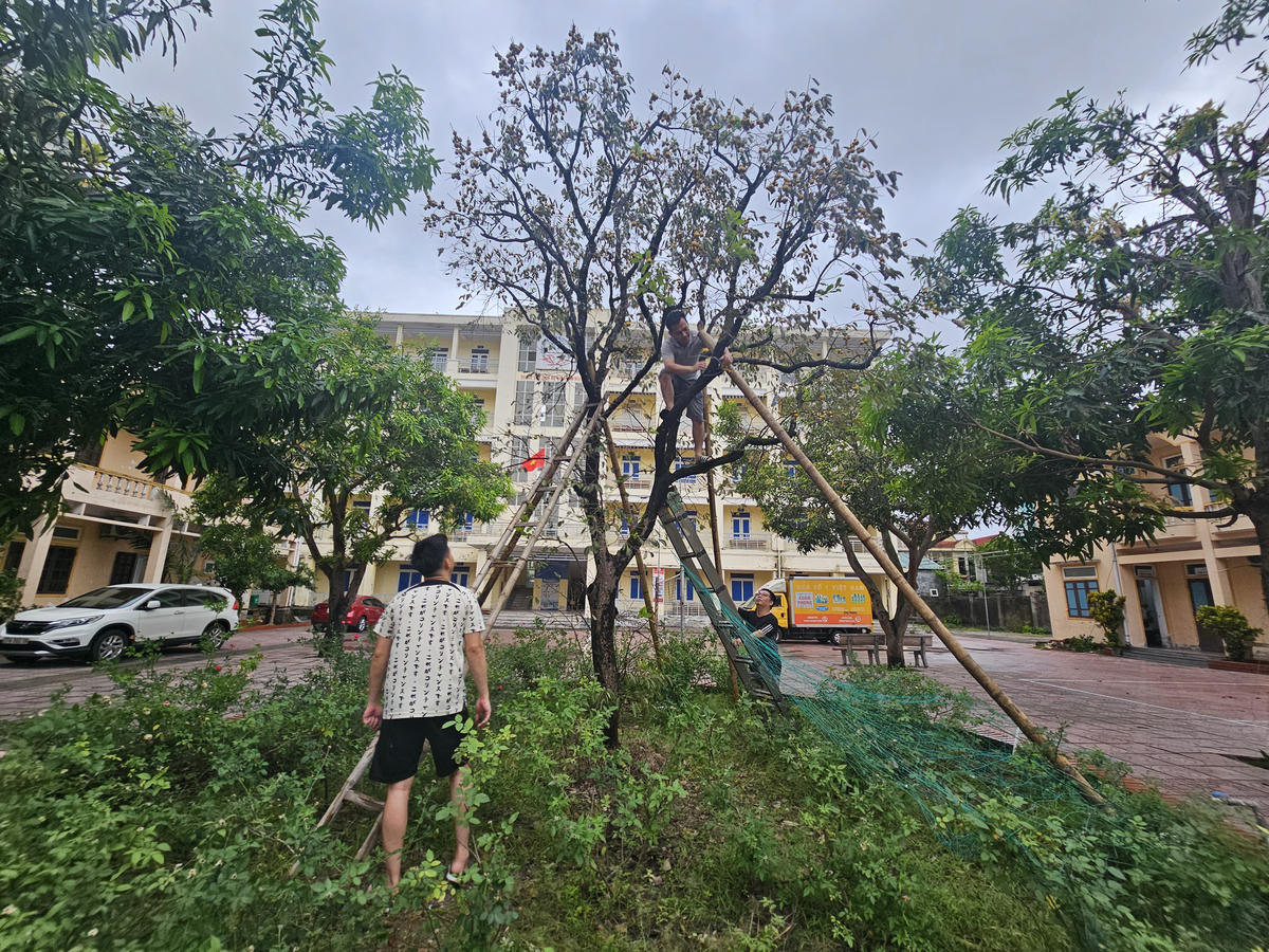 Theo ông Trần Quốc Tuấn, Giám đốc Trung tâm Dịch vụ Việc làm Nghệ An, ngày 28/9, Sở Nội vụ Nghệ An ban hành văn bản số 6361/SNV-VP về việc tập trung ứng phó bão số 10. Theo đó, Giám đốc Sở yêu cầu Trưởng các phòng chuyên môn thuộc Sở, Thủ trưởng các đơn vị trực thuộc Sở và toàn thể công chức, viên chức, người lao động trong toàn Sở triển khai các biện pháp ứng phó với bão số 10. Cụ thể, tập trung chặt tỉa cây xanh, bảo vệ nhà cửa, trụ sở cơ quan, đơn vị, chằng chống, gia cố cơ sở vật chất; kiểm tra hệ thống điện, nước, trang thiết bị, cửa đi, cửa sổ; lưu ý ngắt nguồn điện, thiết bị điện, điện tử để phòng ngừa nguy cơ chập cháy, mất an toàn; bảo vệ an toàn hồ sơ, tài liệu… Bố trí lực lượng ứng trực phòng chống bão, thường xuyên túc trực tại cơ quan, đơn vị để kịp thời ứng phó, xử lý các tình huống phát sinh, tuyệt đối không để xảy ra mất mát, hư hỏng tài sản, tài liệu tại cơ quan, đơn vị do mưa, bão. Ảnh: Quốc Thanh.