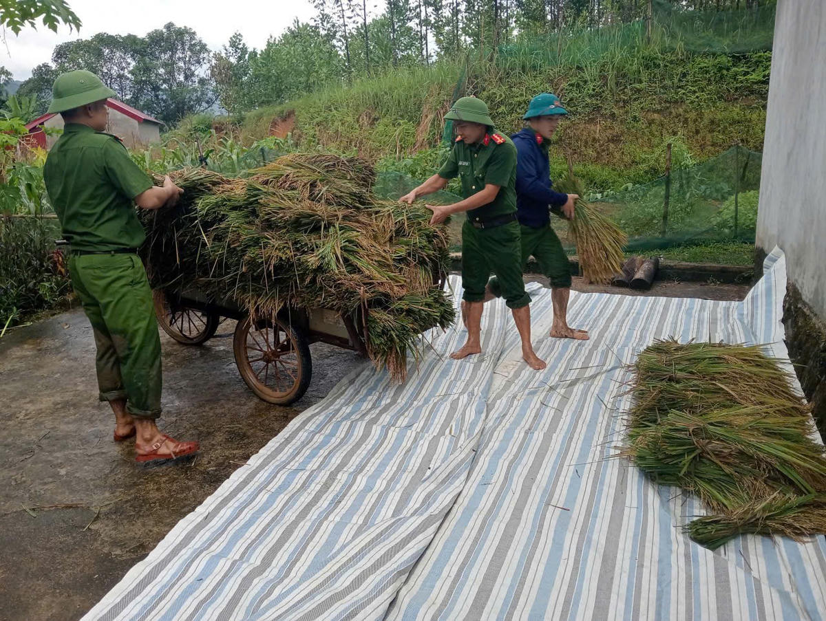 Sau khi gặt, vận chuyển, những bó lúa được Công an xã Điền Quang trải bạt, tập kết ở nơi khô ráo, chờ máy tuốt, vò lúa liên hoàn tới để phân tách lúa. Ảnh: CAĐQ