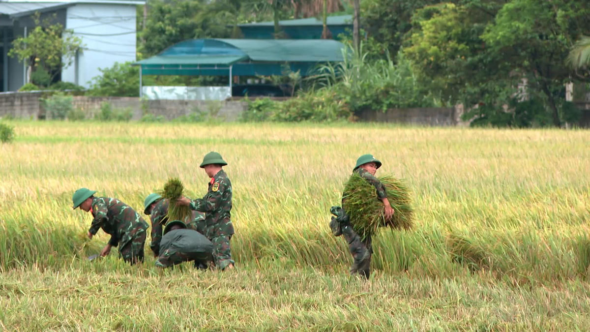 Với tinh thần khẩn trương, trách nhiệm cao, cán bộ, chiến sĩ Bộ CHQS tỉnh Thanh Hóa đã chạy đua với bão, nhanh chóng giúp bà con nhân dân thu hoạch, mang lúa về nhà trước khi bão đổ bộ. Ảnh: Lính xứ Thanh