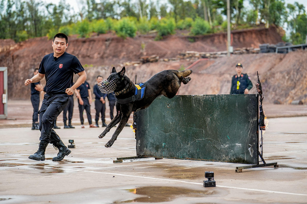 Cảnh khuyển tại Trung tâm Huấn luyện quốc gia về Phòng, chống khủng bố - Bộ Tư lệnh Cảnh sát cơ động. Ảnh: H.A.