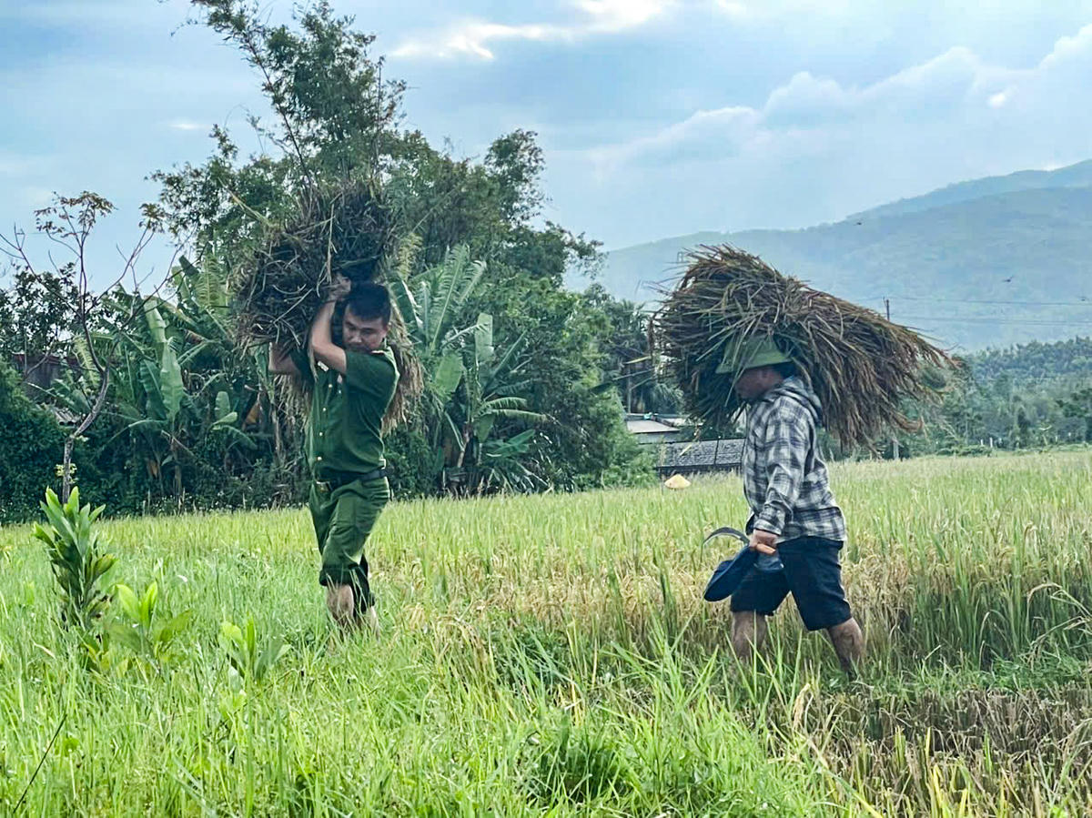 Từng bó lúa được lực lượng chức năng ở xã Hóa Quỳ đưa lên bờ trước khi bão số 10 đổ bộ vào Thanh Hóa. Ảnh: CAĐDT