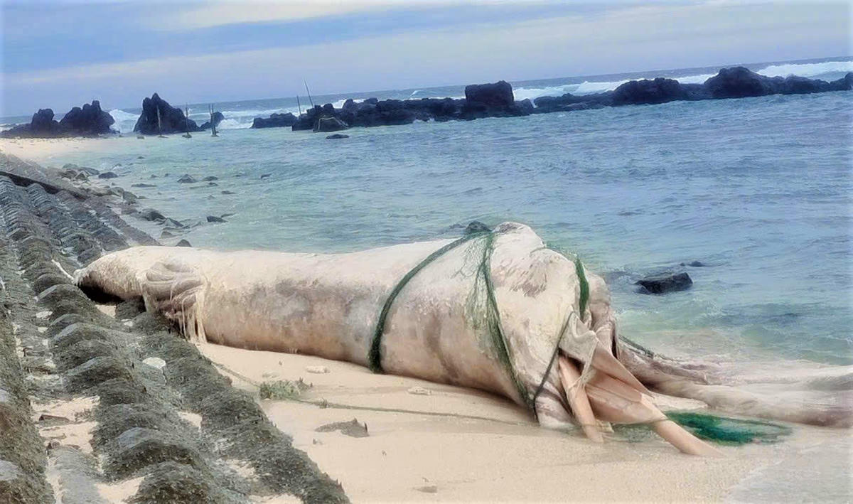 Xác cá Ông trôi dạt vào bờ biển đảo bé An Bình. Ảnh:
CV.