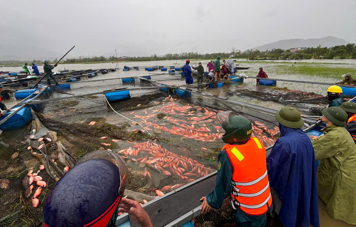 Chính quyền địa phương đã huy động lực lượng cùng người dân hỗ trợ gia đình thu gom cá.