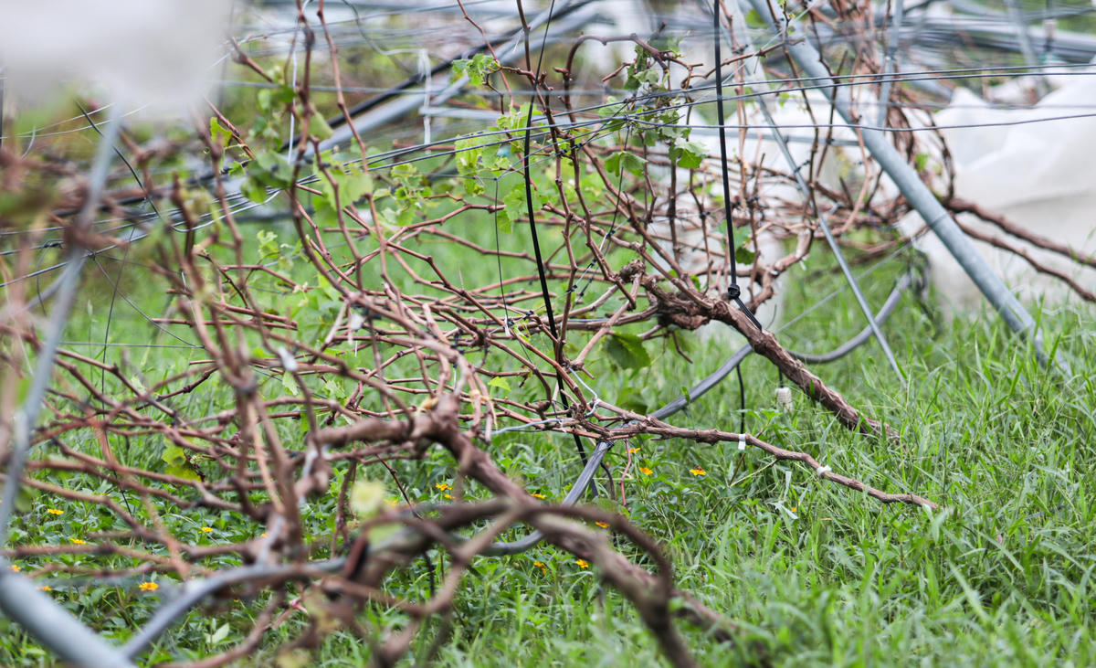 Hàng trăm dây nho vừa bén giàn giờ nằm rạp, thân gãy gập, lá xơ xác. Ảnh: Cẩm Kỳ
